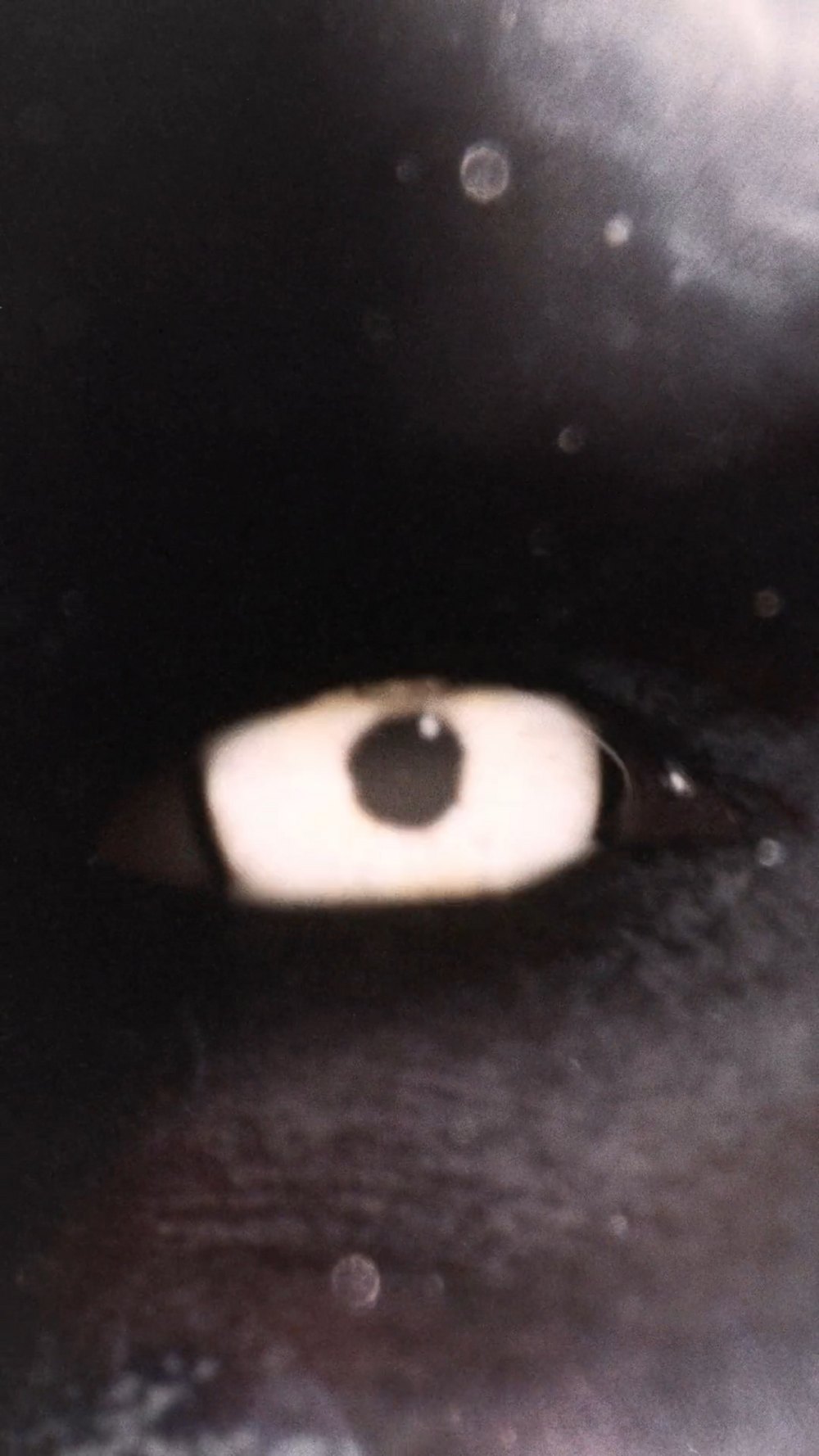 Hood By Air — Leech, eye close-up